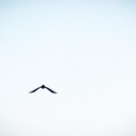 リキマルラボ｜鳥飛翔