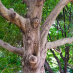 樹の顔｜ツリー・フォーク