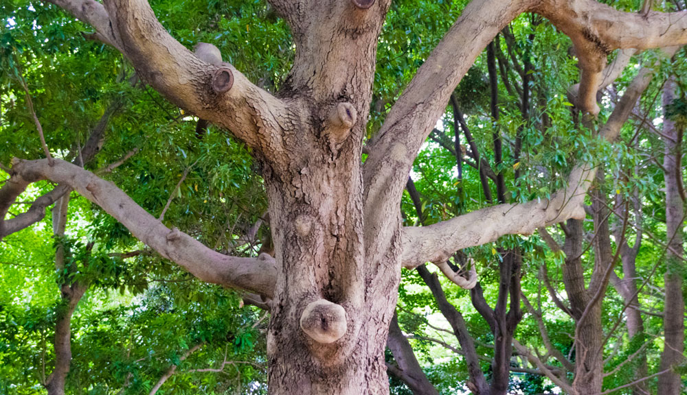 樹の顔｜ツリー・フォーク